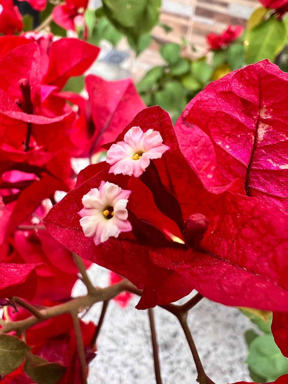 Pieza de resina con flores reales